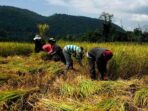 7 Strategi Revolusioner: Mengungkap Panen dan Produksi Padi Kepri untuk Ketahanan Pangan 7 Strategi Revolusioner: Mengungkap Panen dan Produksi Padi Kepri untuk Ketahanan Pangan