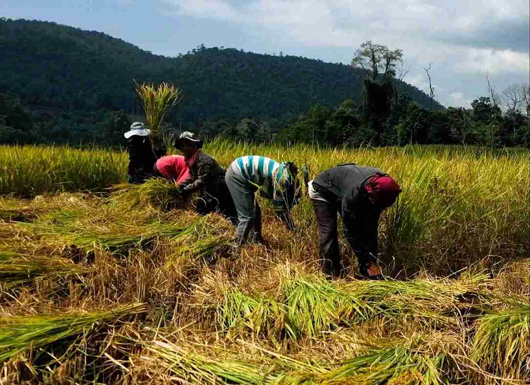 7 Strategi Revolusioner: Mengungkap Panen dan Produksi Padi Kepri untuk Ketahanan Pangan 7 Strategi Revolusioner: Mengungkap Panen dan Produksi Padi Kepri untuk Ketahanan Pangan